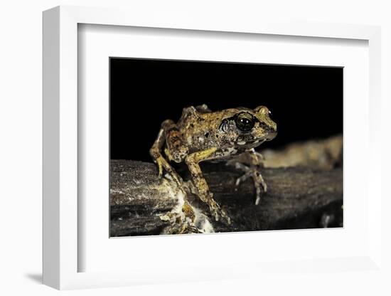 Arthroleptis Stenodactylus (Savanna Squeaking Frog)-Paul Starosta-Framed Photographic Print