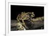 Arthroleptis Stenodactylus (Savanna Squeaking Frog)-Paul Starosta-Framed Photographic Print