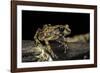 Arthroleptis Stenodactylus (Savanna Squeaking Frog)-Paul Starosta-Framed Photographic Print