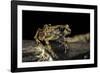 Arthroleptis Stenodactylus (Savanna Squeaking Frog)-Paul Starosta-Framed Photographic Print