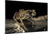 Arthroleptis Stenodactylus (Savanna Squeaking Frog)-Paul Starosta-Mounted Photographic Print