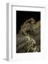 Arthroleptis Stenodactylus (Savanna Squeaking Frog)-Paul Starosta-Framed Photographic Print