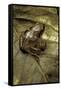Arthroleptis Variabilis (Buea Screeching Frog)-Paul Starosta-Framed Stretched Canvas