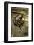 Arthroleptis Variabilis (Buea Screeching Frog)-Paul Starosta-Framed Photographic Print