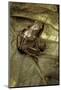 Arthroleptis Variabilis (Buea Screeching Frog)-Paul Starosta-Mounted Photographic Print