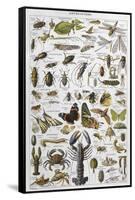 Arthropods Including a Wide Variety of Insects-null-Framed Stretched Canvas