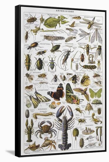 Arthropods Including a Wide Variety of Insects-null-Framed Stretched Canvas