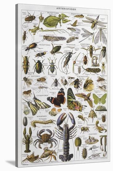Arthropods Including a Wide Variety of Insects-null-Stretched Canvas