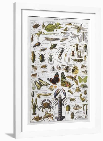 Arthropods Including a Wide Variety of Insects-null-Framed Photographic Print