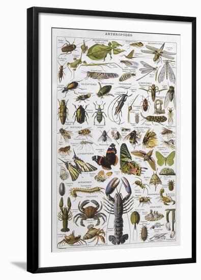 Arthropods Including a Wide Variety of Insects-null-Framed Photographic Print