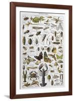 Arthropods Including a Wide Variety of Insects-null-Framed Photographic Print