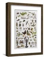 Arthropods Including a Wide Variety of Insects-null-Framed Photographic Print