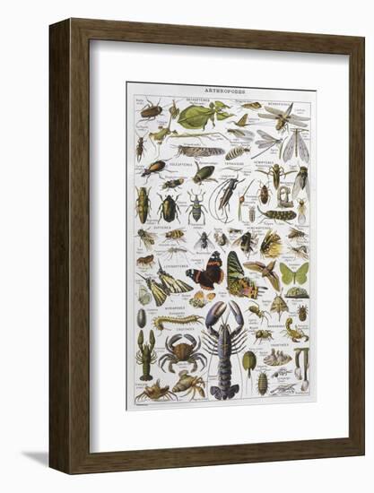 Arthropods Including a Wide Variety of Insects-null-Framed Photographic Print