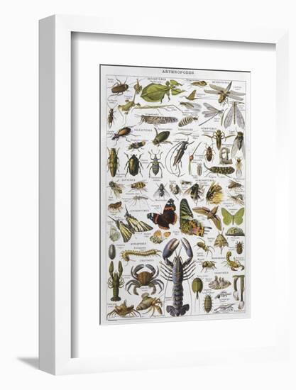 Arthropods Including a Wide Variety of Insects-null-Framed Photographic Print