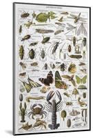 Arthropods Including a Wide Variety of Insects-null-Mounted Photographic Print