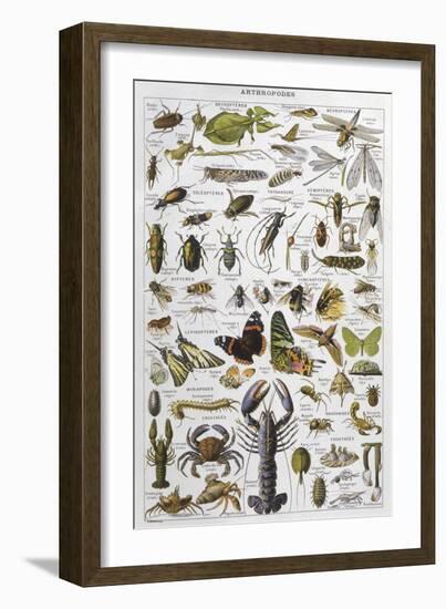 Arthropods Including a Wide Variety of Insects-null-Framed Photographic Print