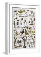 Arthropods Including a Wide Variety of Insects-null-Framed Photographic Print