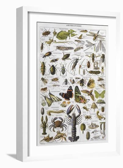 Arthropods Including a Wide Variety of Insects-null-Framed Photographic Print