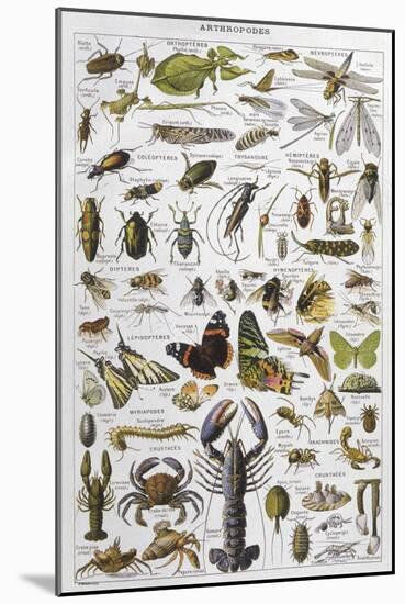 Arthropods Including a Wide Variety of Insects-null-Mounted Photographic Print