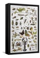 Arthropods Including a Wide Variety of Insects-null-Framed Stretched Canvas