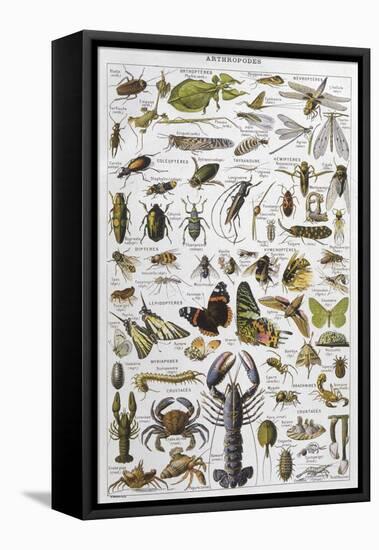 Arthropods Including a Wide Variety of Insects-null-Framed Stretched Canvas