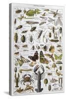 Arthropods Including a Wide Variety of Insects-null-Stretched Canvas
