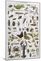 Arthropods Including a Wide Variety of Insects-null-Mounted Photographic Print