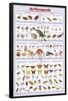 Arthropods Insects Educational Science Chart Poster-null-Framed Poster