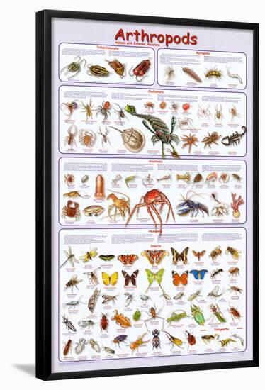 Arthropods Insects Educational Science Chart Poster-null-Framed Poster