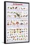 Arthropods Insects Educational Science Chart Poster-null-Framed Poster