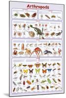 Arthropods Insects Educational Science Chart Poster-null-Mounted Poster