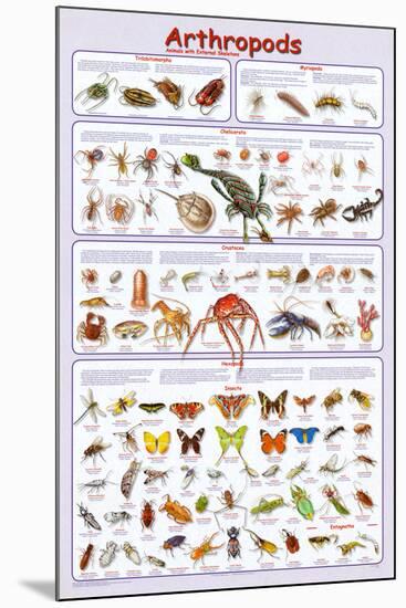 Arthropods Insects Educational Science Chart Poster-null-Mounted Poster