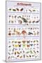 Arthropods Insects Educational Science Chart Poster-null-Mounted Poster
