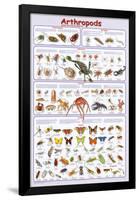 Arthropods Insects Educational Science Chart Poster-null-Framed Poster