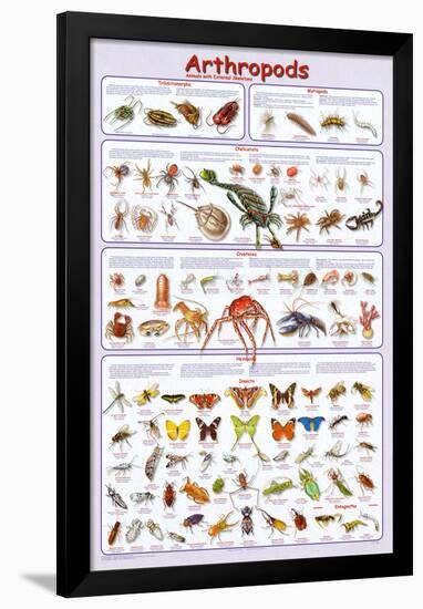 Arthropods Insects Educational Science Chart Poster-null-Framed Poster