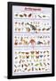 Arthropods Insects Educational Science Chart Poster-null-Framed Poster