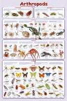 Arthropods Insects Educational Science Chart Poster-null-Lamina Framed Poster