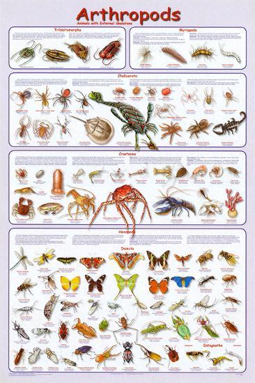 Arthropods Insects Educational Science Chart Poster-null-Lamina Framed Poster