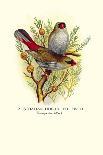 Red-Faced Finch, Crimson-Winged Finch-Arthur G. Butler-Art Print