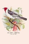 Java Sparrow-Arthur G. Butler-Art Print