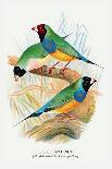Java Sparrow-Arthur G. Butler-Art Print