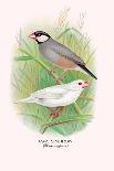 Violet Eared Waxbill-Arthur G. Butler-Art Print