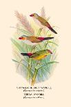 Orange-Cheeked Waxbill, Zebra Waxbill-Arthur G. Butler-Art Print