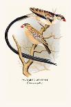 Australian Fire-Tailed Finch-Arthur G. Butler-Art Print