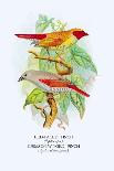 Red-Faced Finch, Crimson-Winged Finch-Arthur G. Butler-Art Print