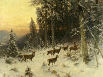 Deer in Winter Wooded Landscape-Arthur Julius Thiele-Framed Stretched Canvas