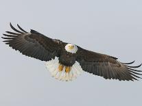 Bald Eagle in Flight with Wingspread, Homer, Alaska, USA-Arthur Morris-Photographic Print