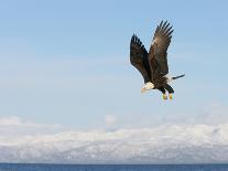 Bald Eagle in Flight with Upbeat Wingspread, Homer, Alaska, USA-Arthur Morris-Photographic Print