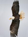 Bald Eagle Preparing to Land Silhouetted by Sun and Clouds, Homer, Alaska, USA-Arthur Morris-Photographic Print