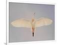Gramercy White